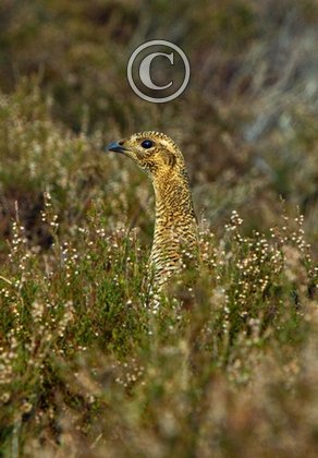 Black Grouse ( Grey Hen) DM1007